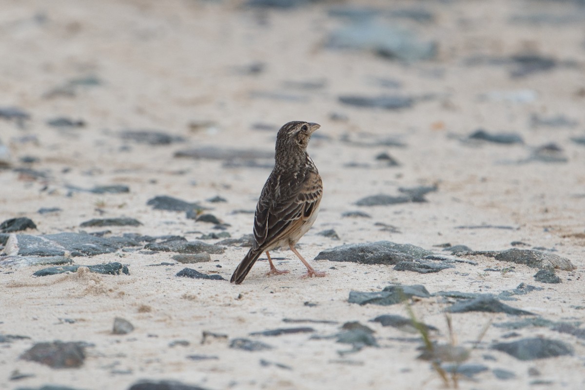 Singing Bushlark (Australasian) - ML627412759