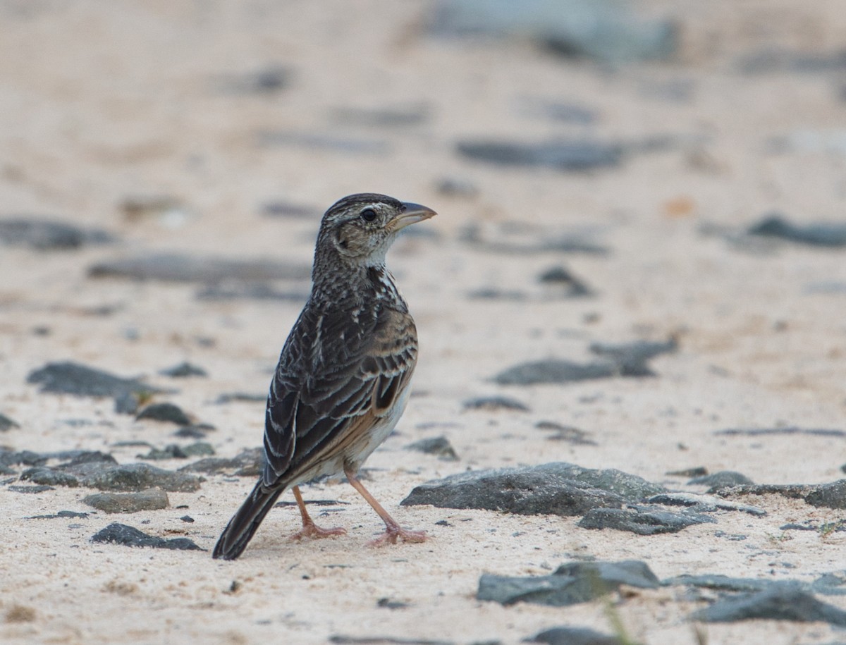 Singing Bushlark (Australasian) - ML627412760