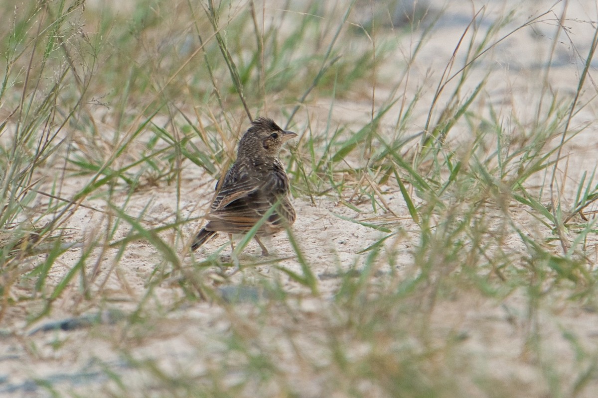 Singing Bushlark (Australasian) - ML627412761