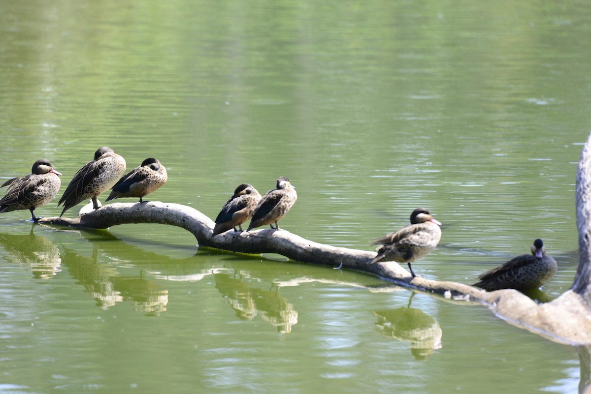 Canard à bec rouge - ML627412771