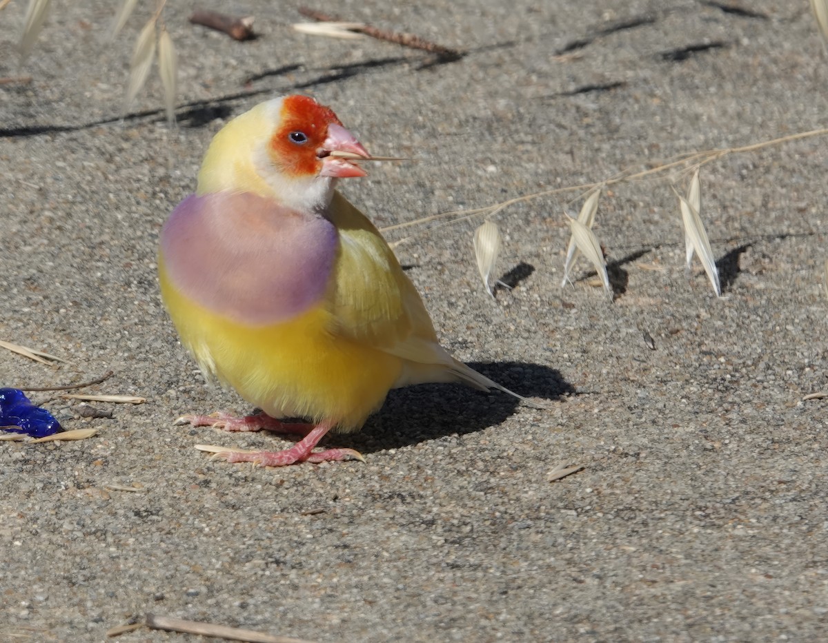 Gouldian Finch - ML627413011