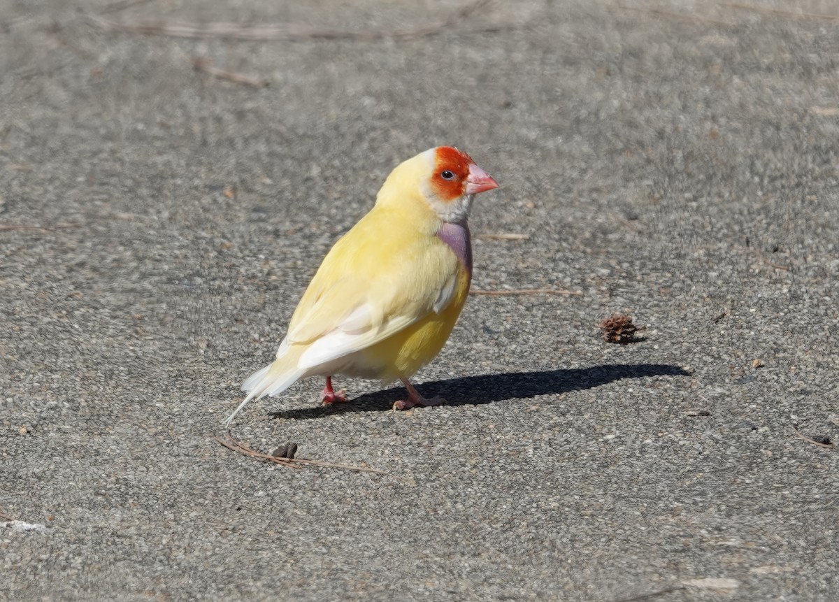 Gouldian Finch - ML627413056