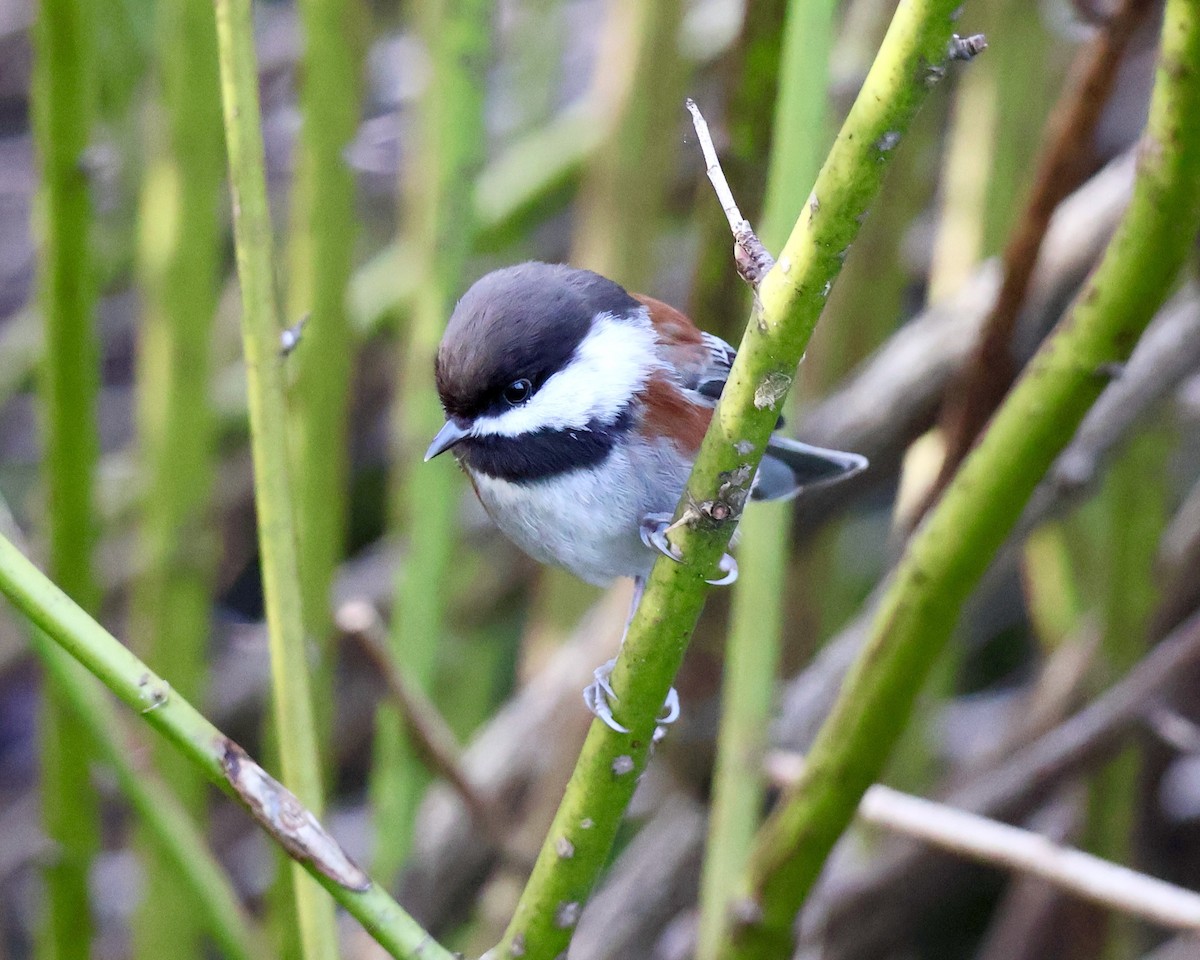 Chestnut-backed Chickadee - ML627413299