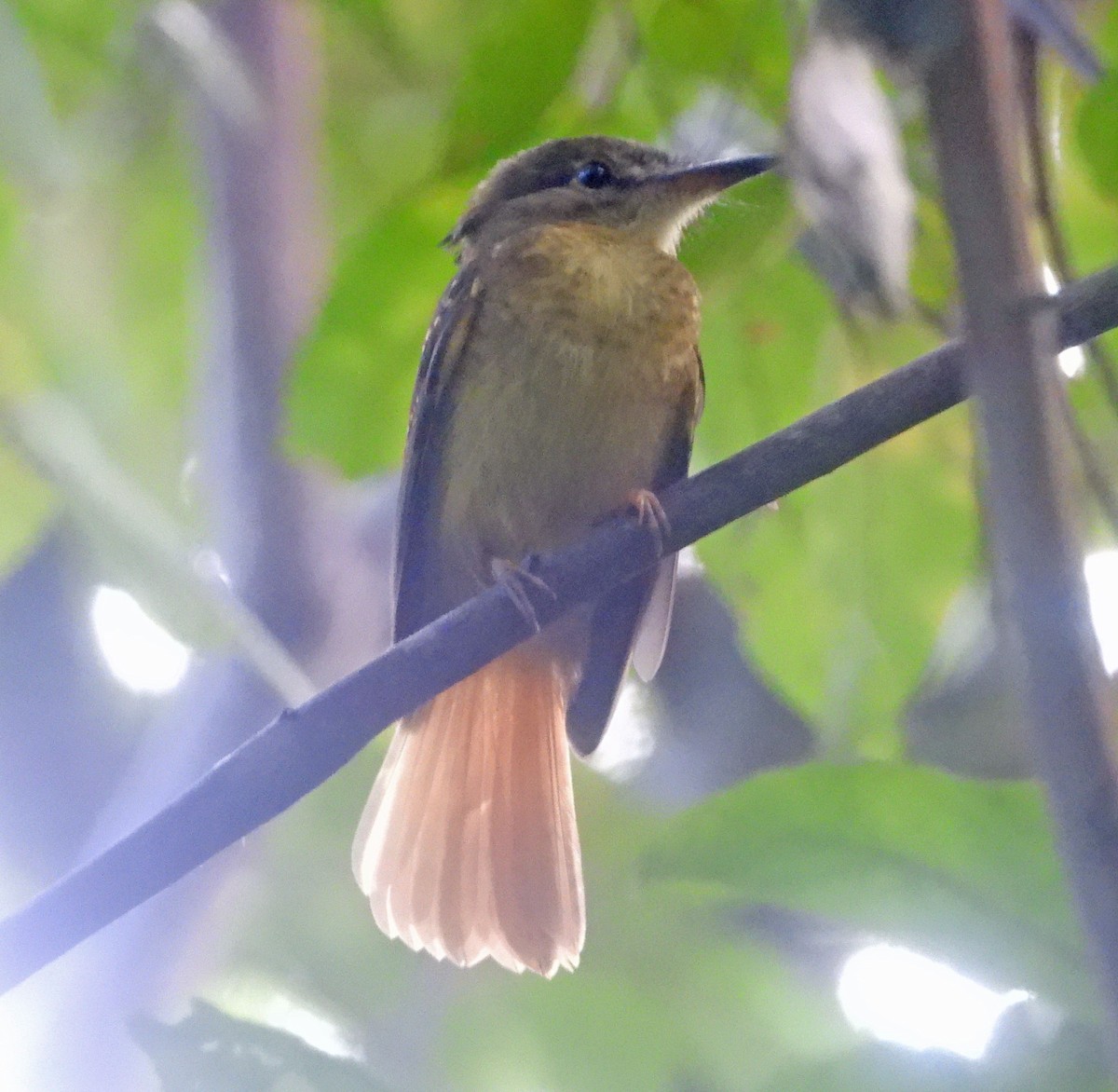 Tropical Royal Flycatcher - ML627413349