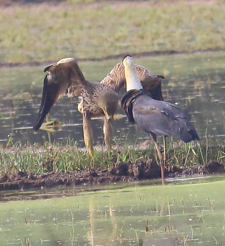 白肩鵰 - ML627413449