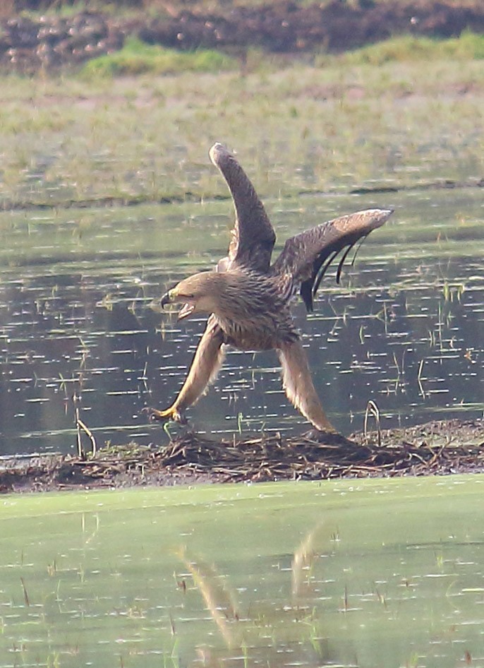 白肩鵰 - ML627413450