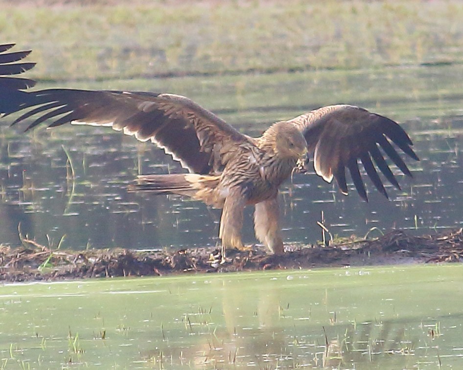 白肩鵰 - ML627413451