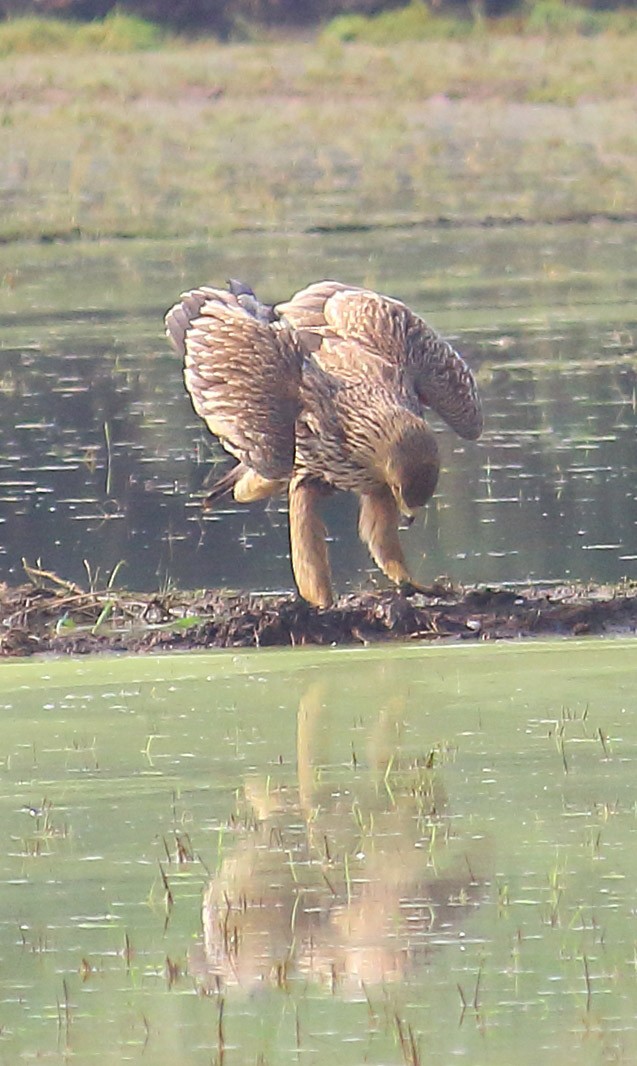 白肩鵰 - ML627413453