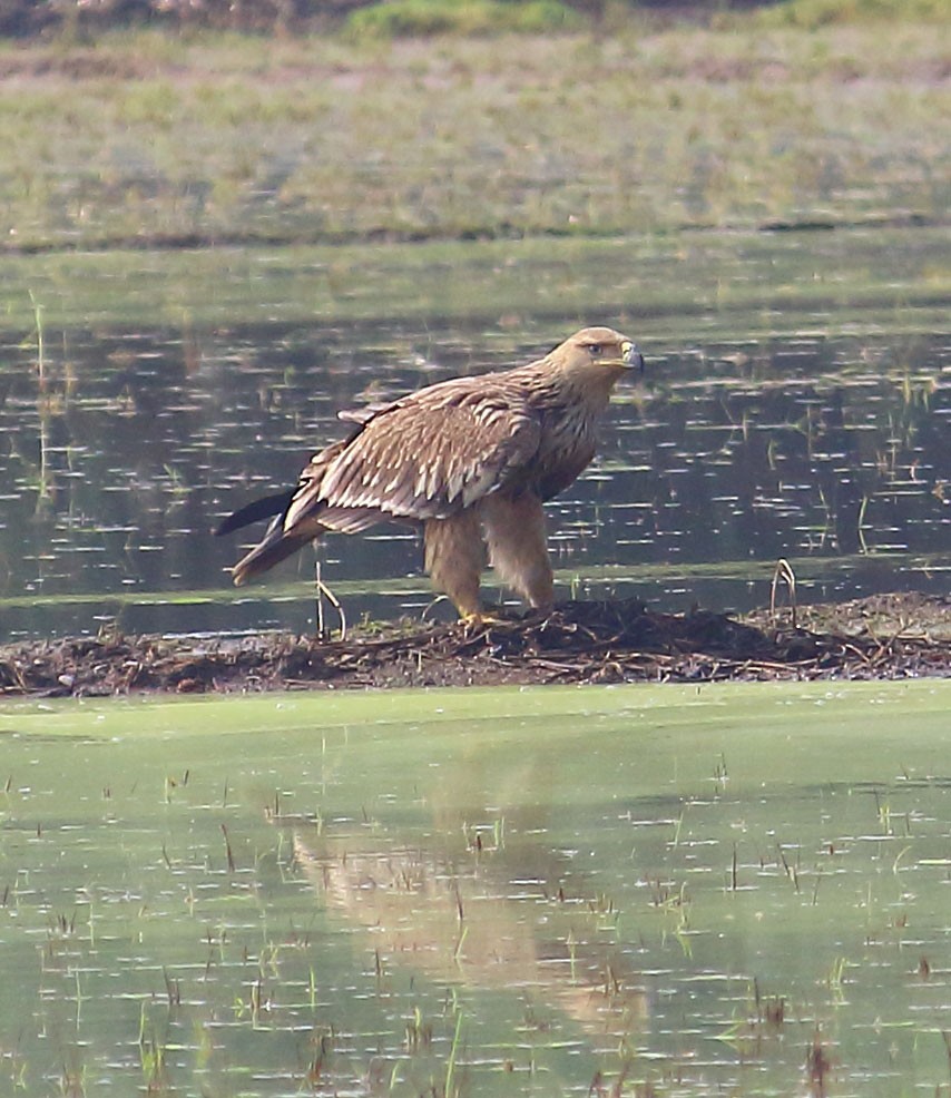 白肩鵰 - ML627413454