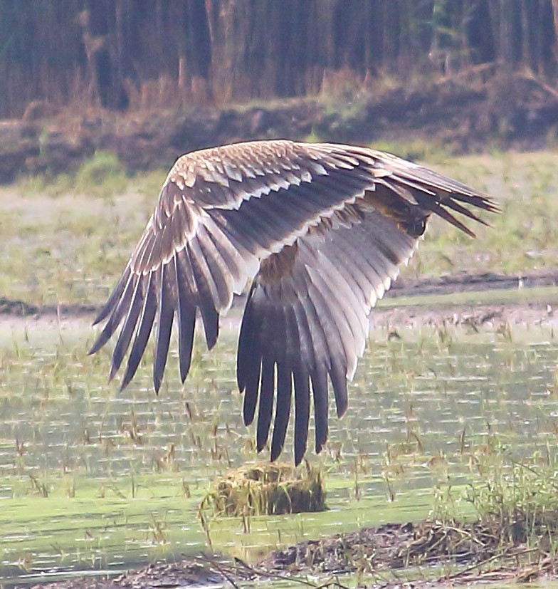 白肩鵰 - ML627413456