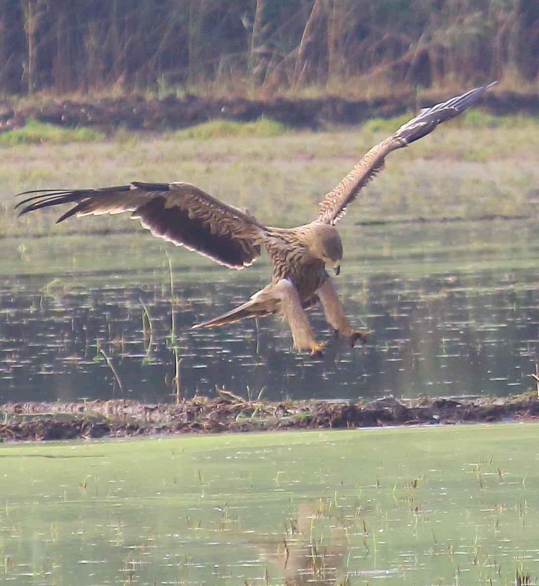 白肩鵰 - ML627413457