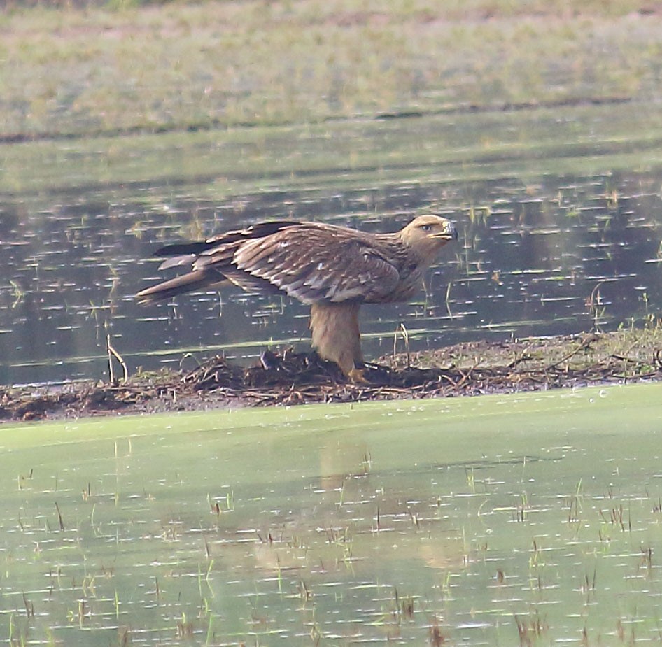 白肩鵰 - ML627413458