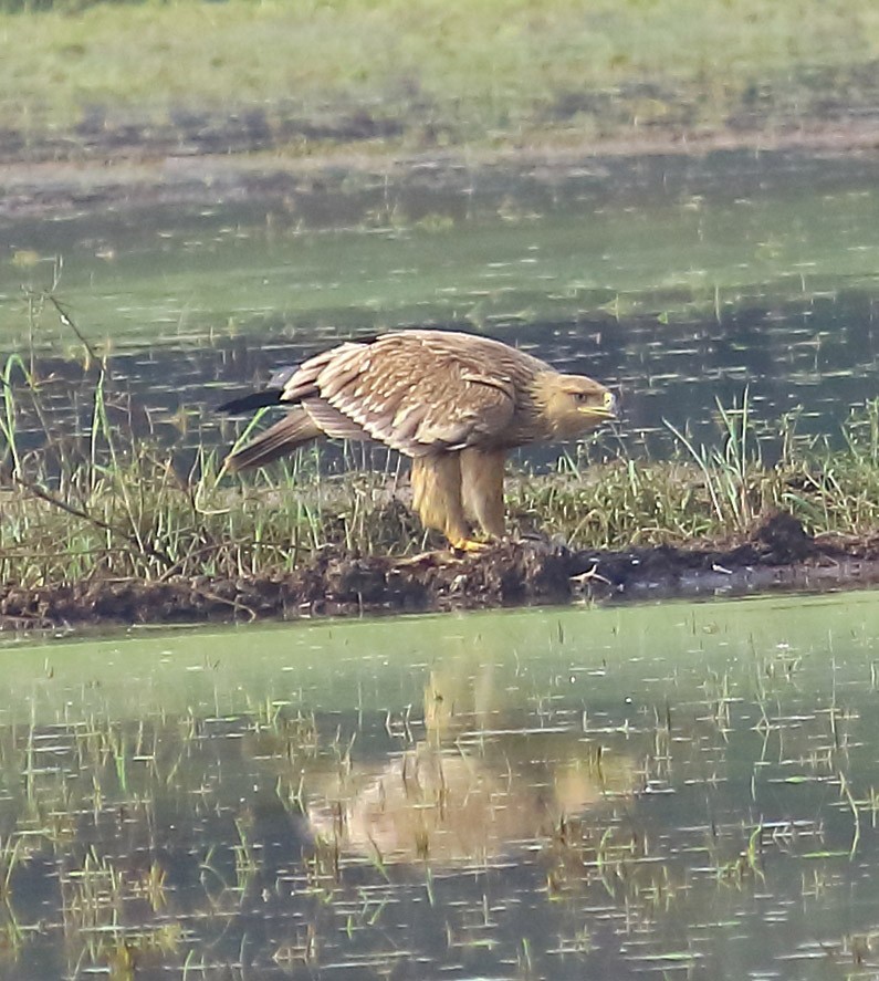 白肩鵰 - ML627413459