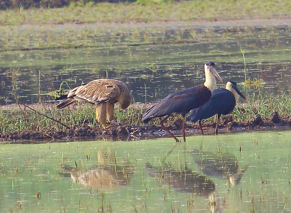 白肩鵰 - ML627413460