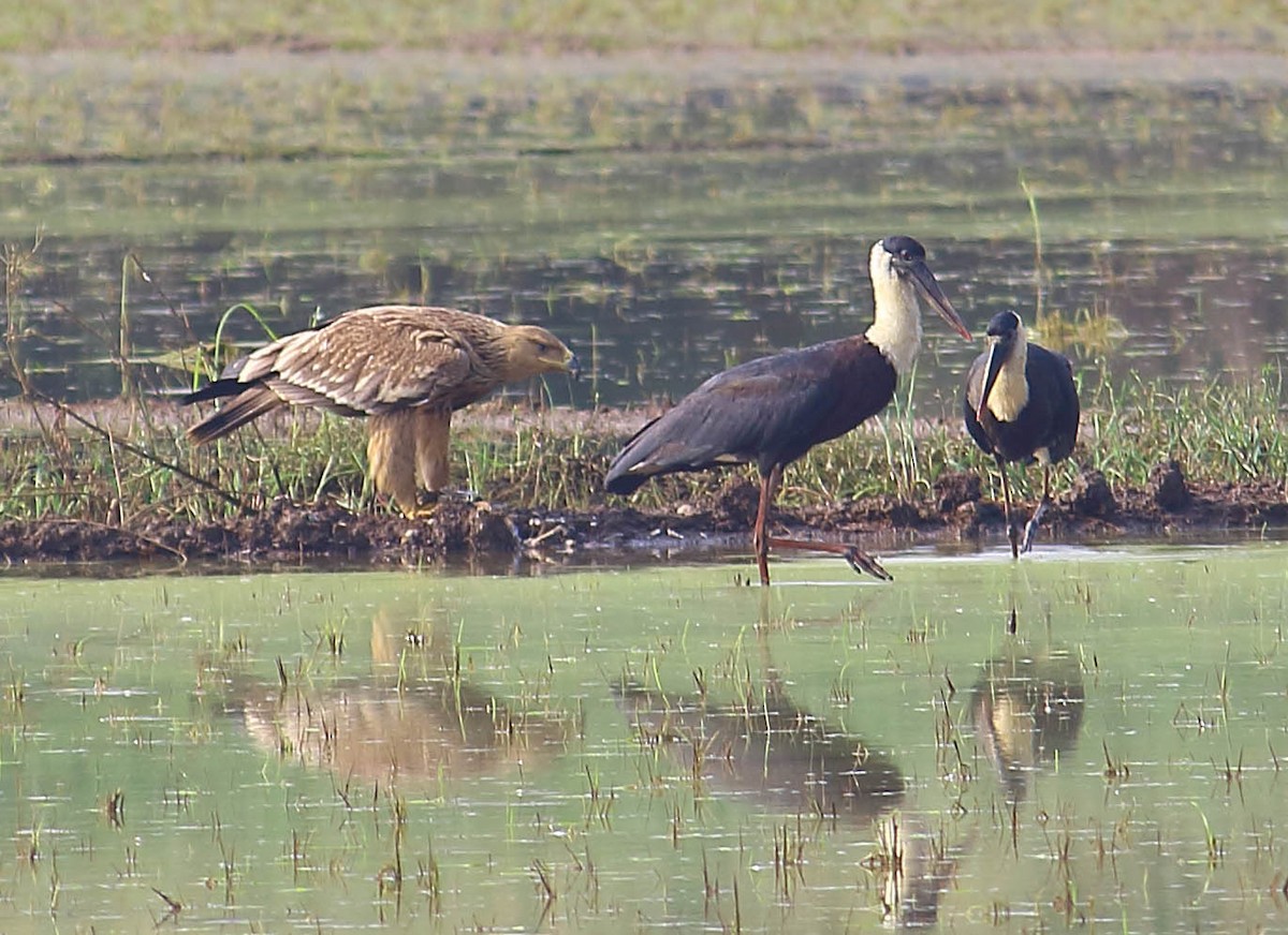 白肩鵰 - ML627413461