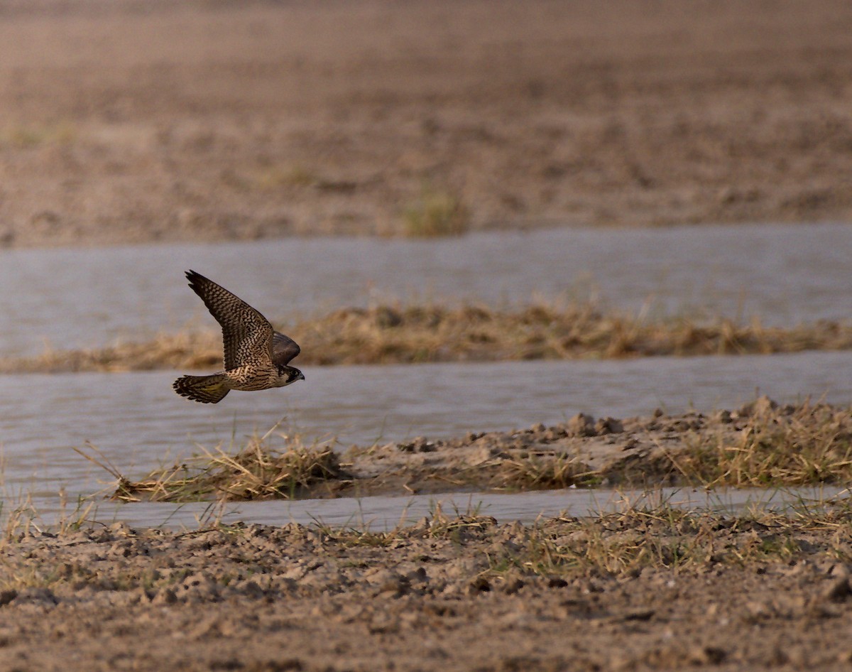 Peregrine Falcon - ML627413869