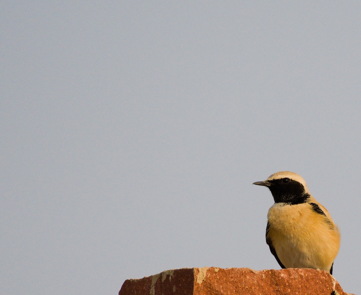Desert Wheatear - ML627413876