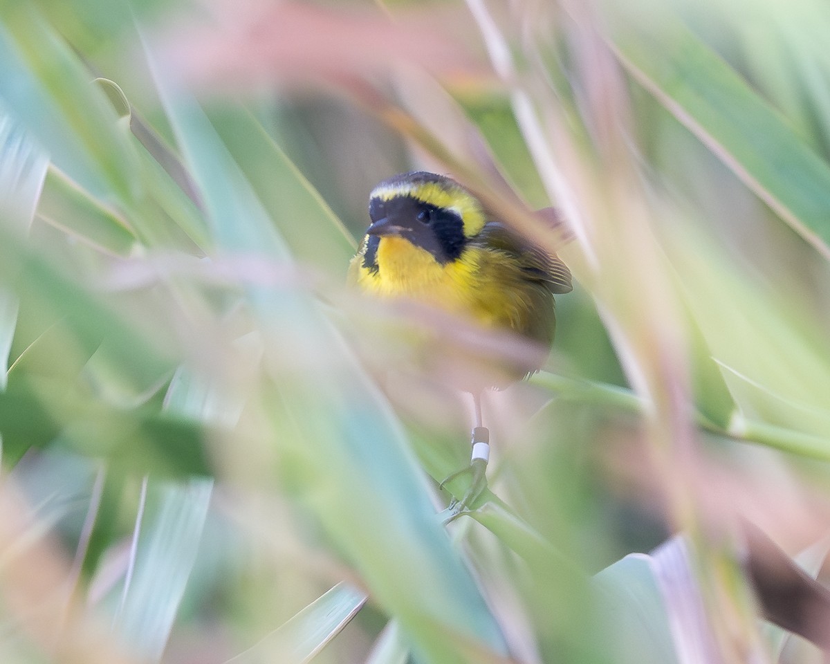 Belding's Yellowthroat - ML627413926