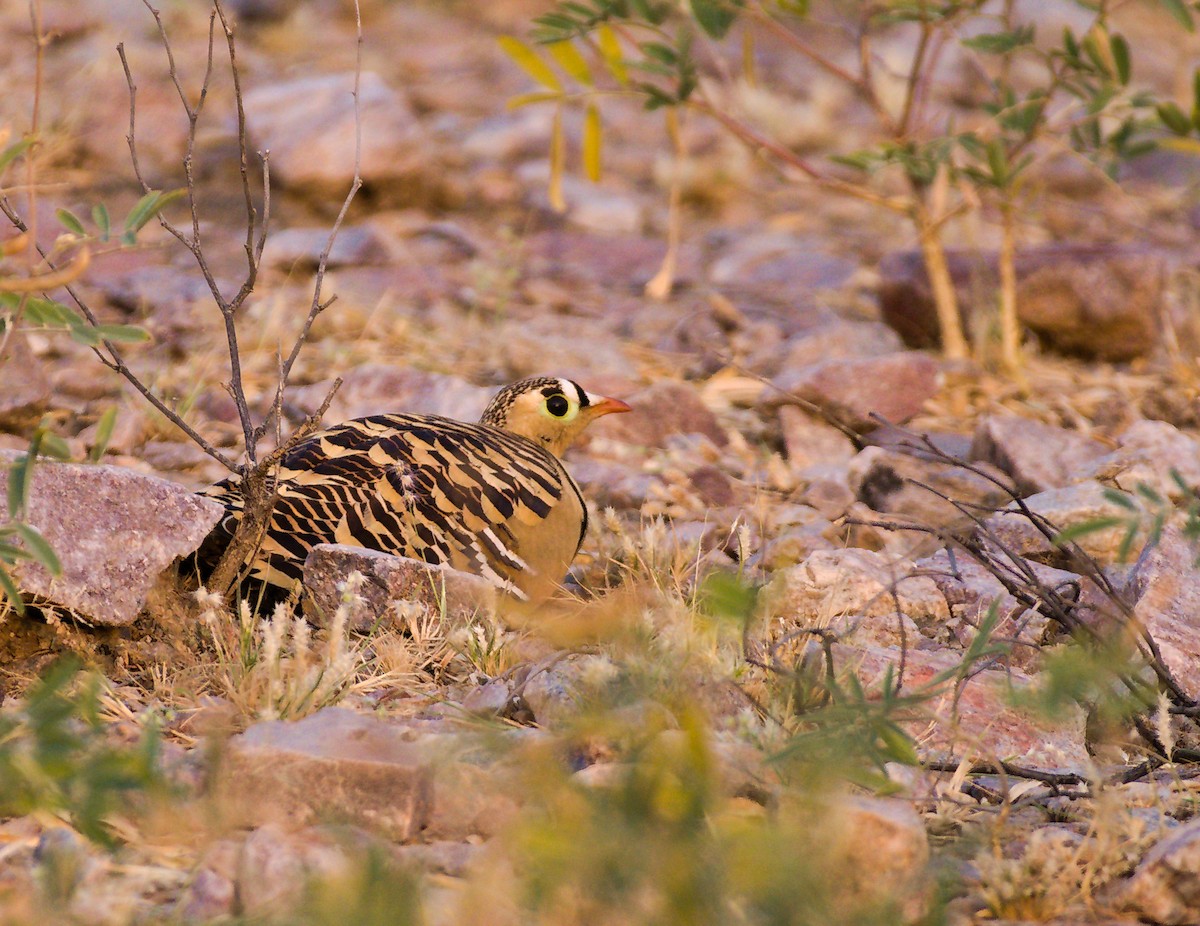 sandgrouse sp. - ML627414132