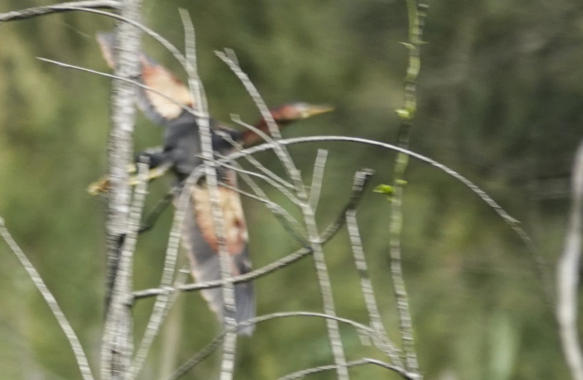 Black-backed Bittern - ML627414192