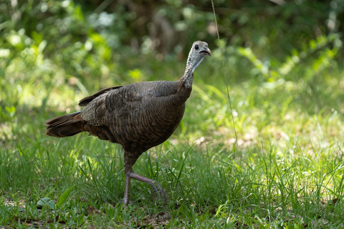 Wild Turkey - ML627414292