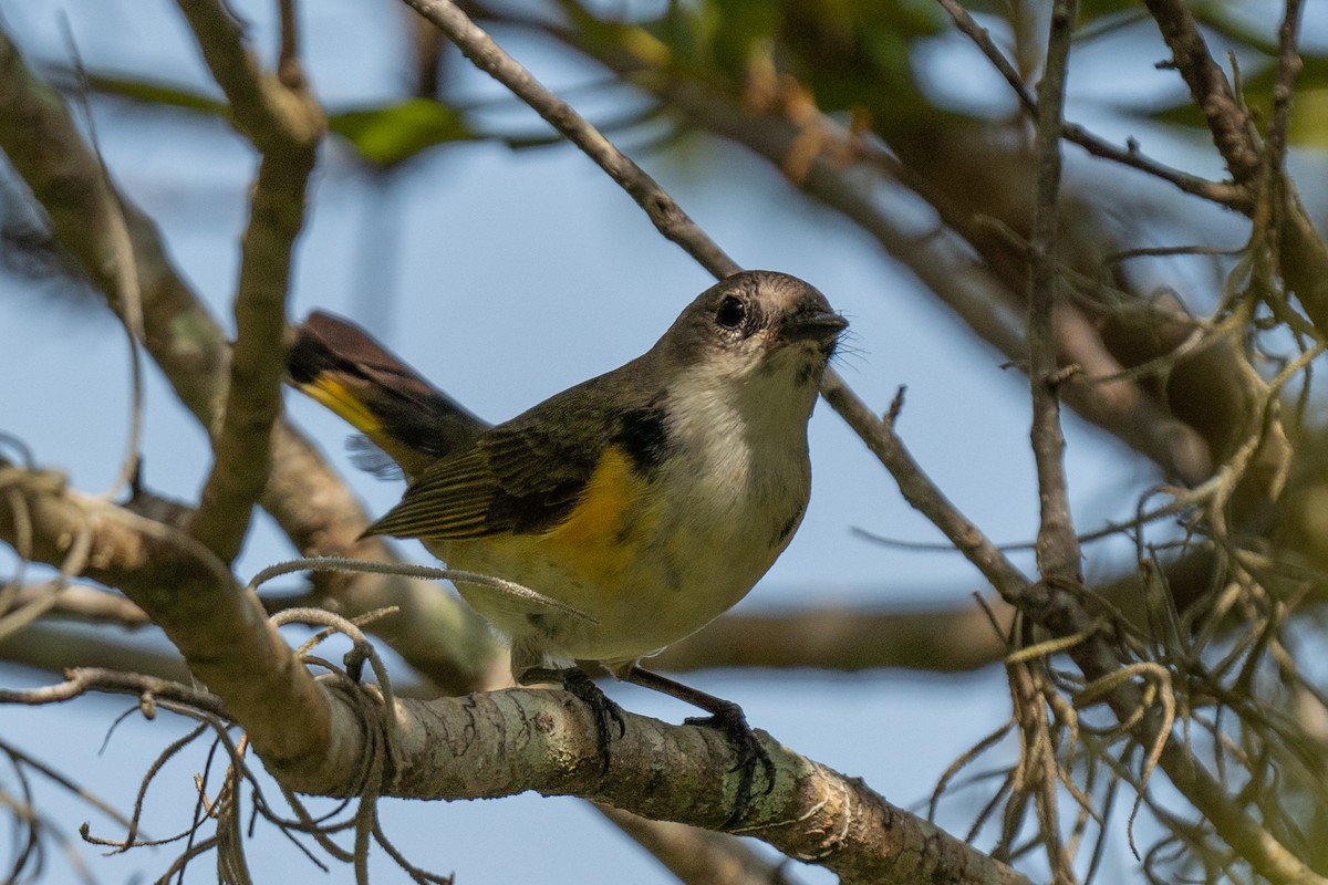 American Redstart - ML627414306