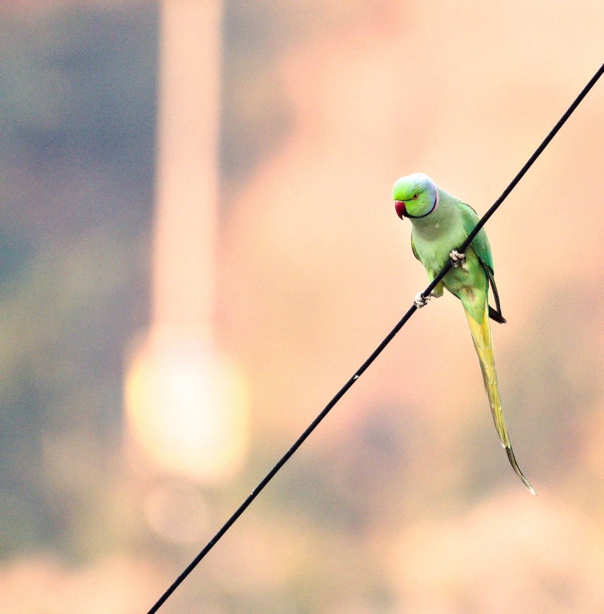 Rose-ringed Parakeet - ML627414316