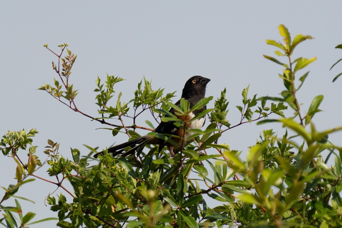 Eastern Towhee - ML627414320