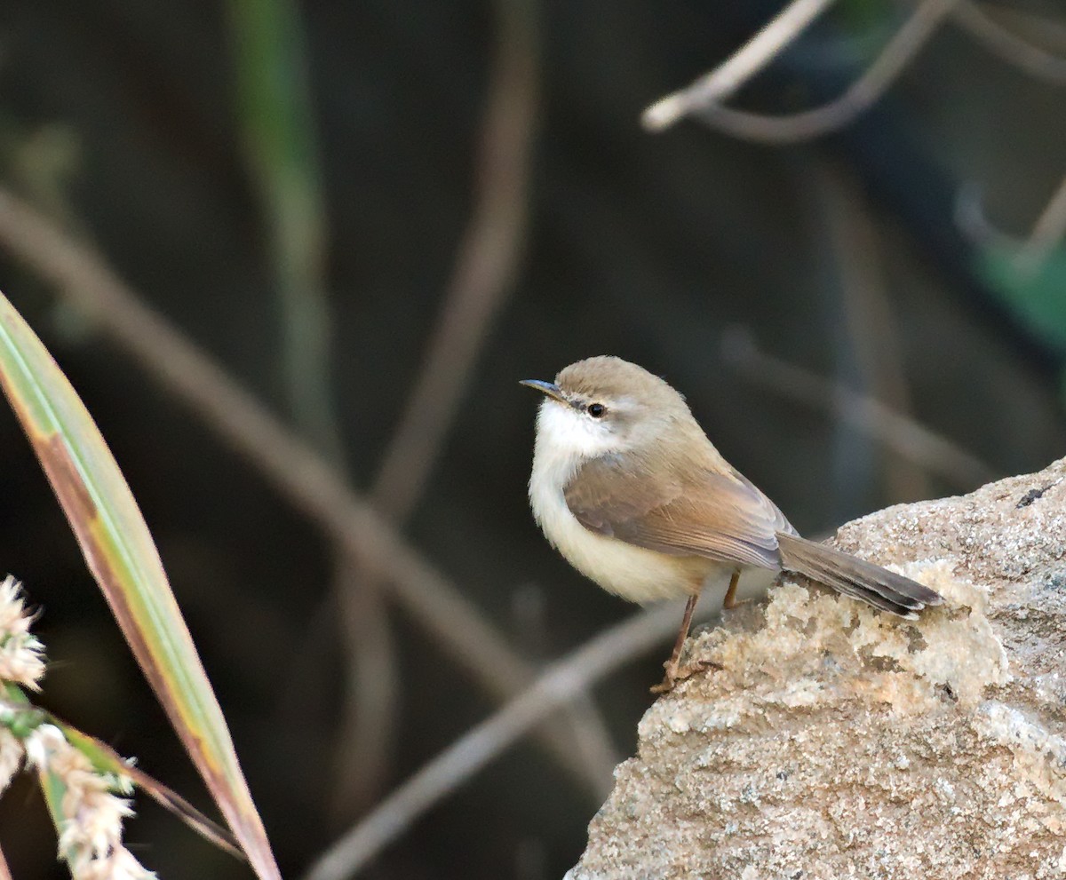Gray-breasted Prinia - ML627414333