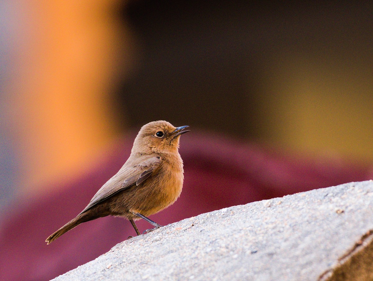 Brown Rock Chat - ML627414347