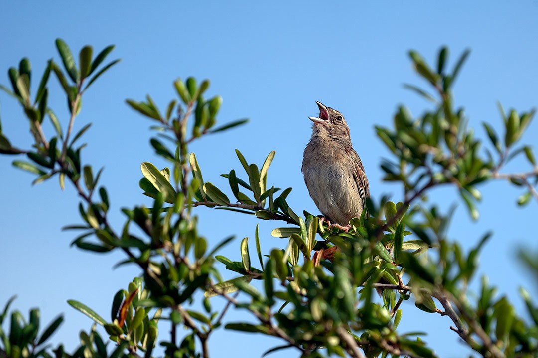 Bachman's Sparrow - ML627414351