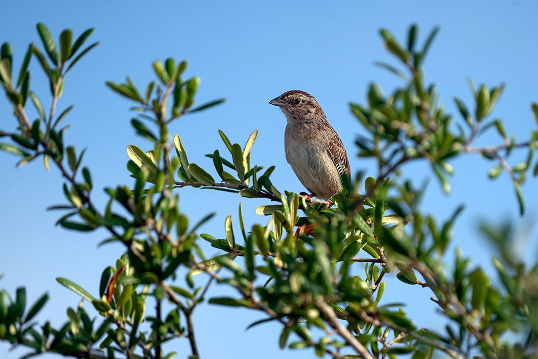 Bachman's Sparrow - ML627414352