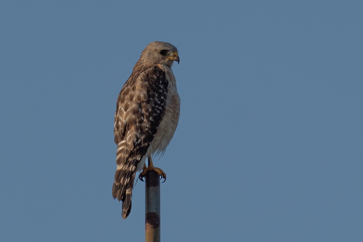 Red-shouldered Hawk - ML627414384