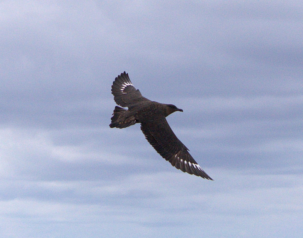 Chilean Skua - ML627414495