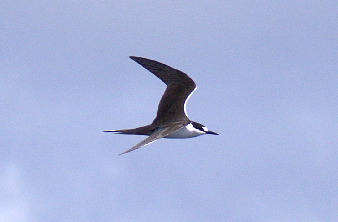 Sooty Tern - ML627414513