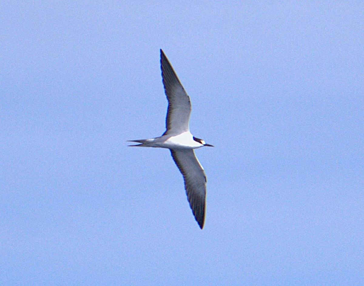 Sooty Tern - ML627414516