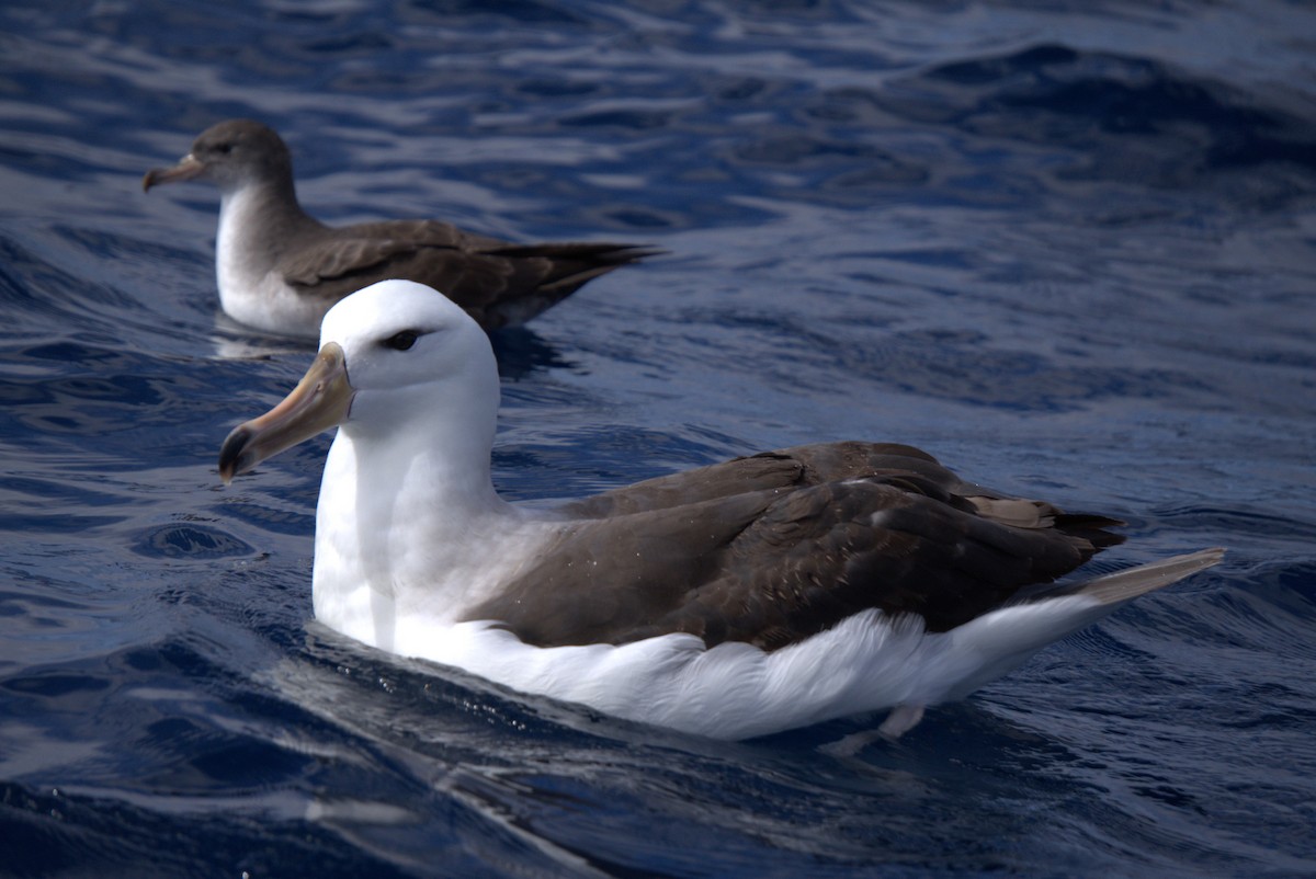 Black-browed Albatross - ML627414525