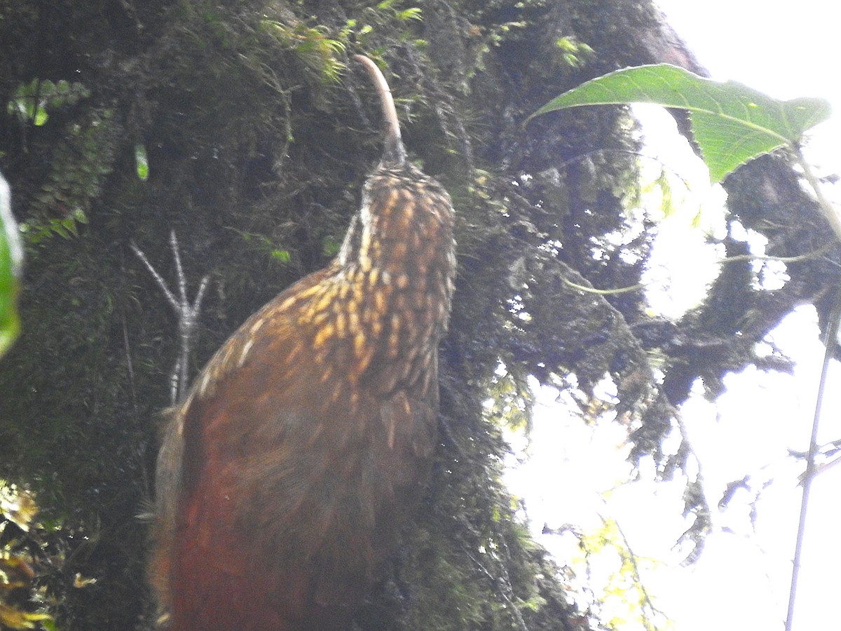 Greater Scythebill - ML627414528