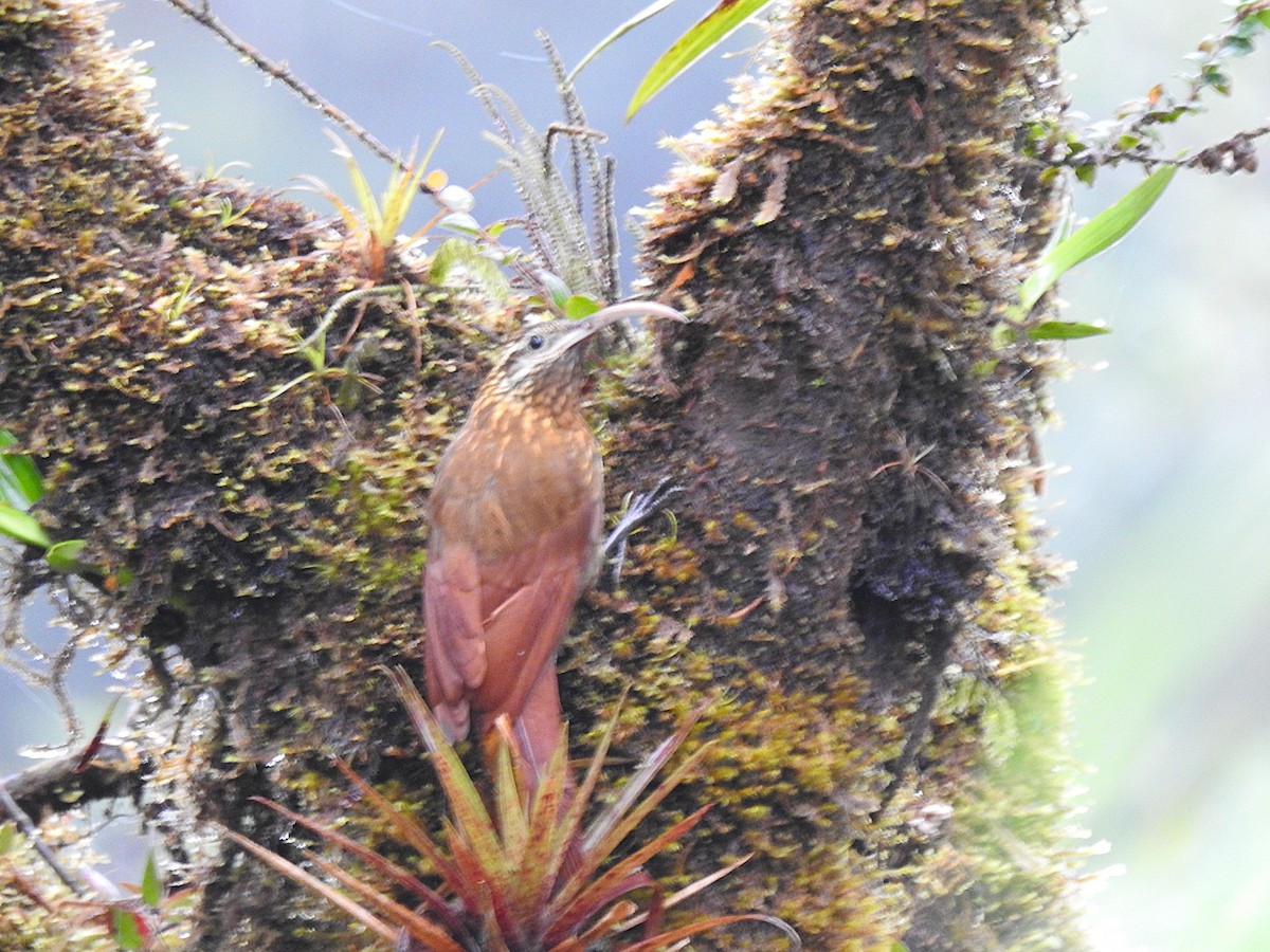 Greater Scythebill - ML627414530