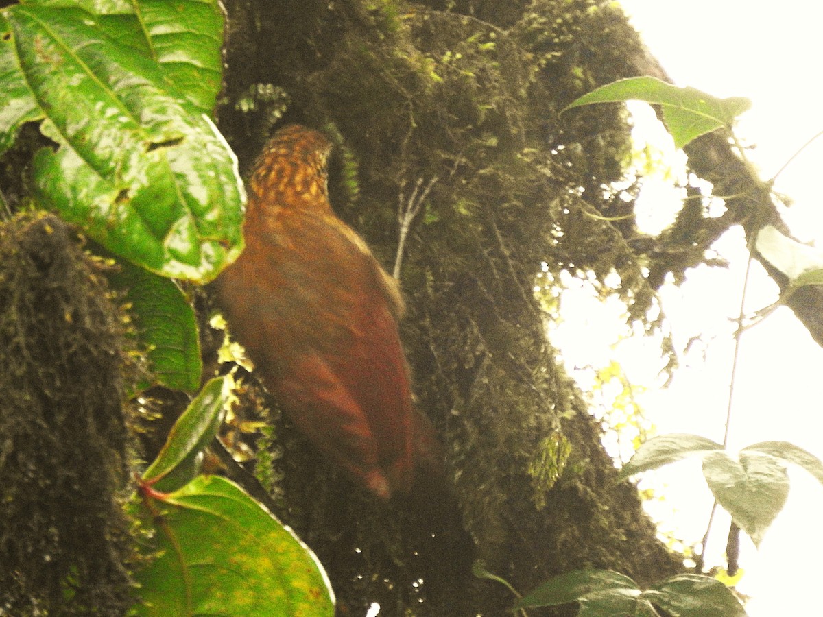 Greater Scythebill - ML627414531