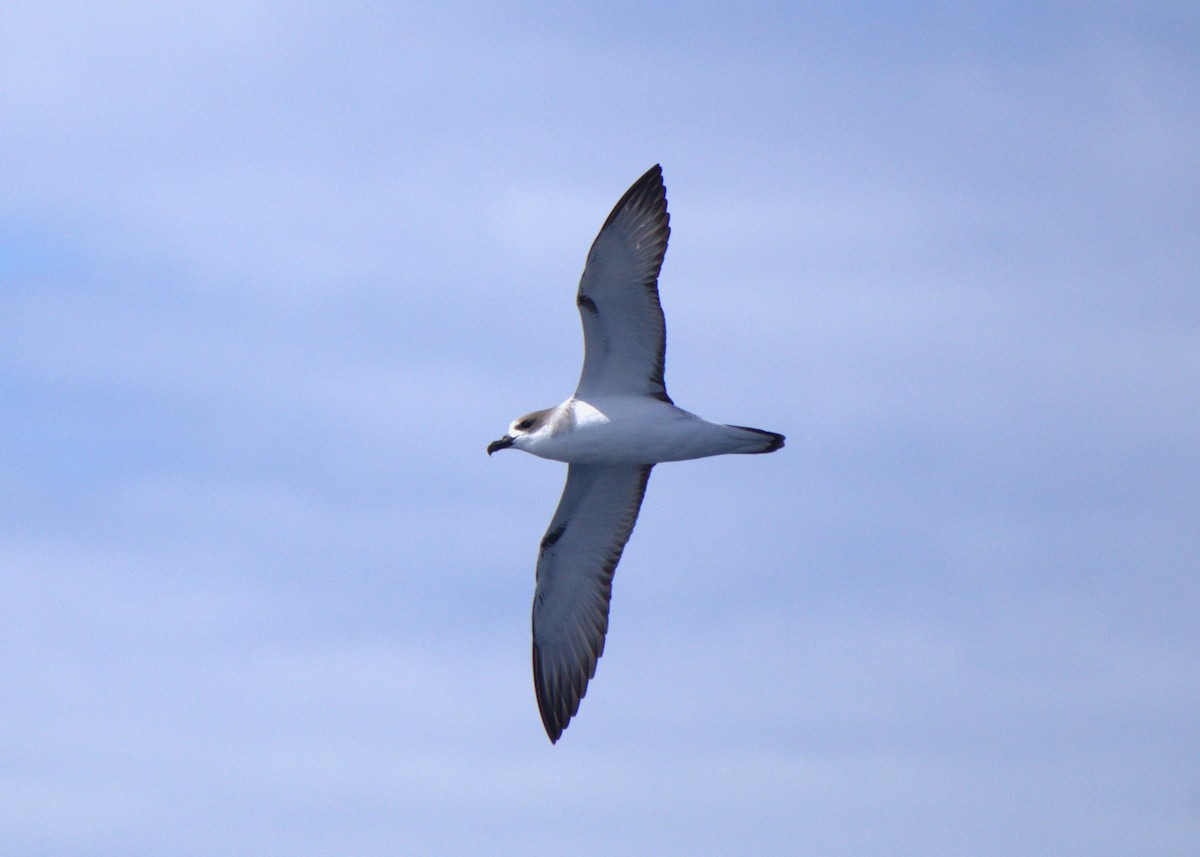 Juan Fernandez Petrel - ML627414540