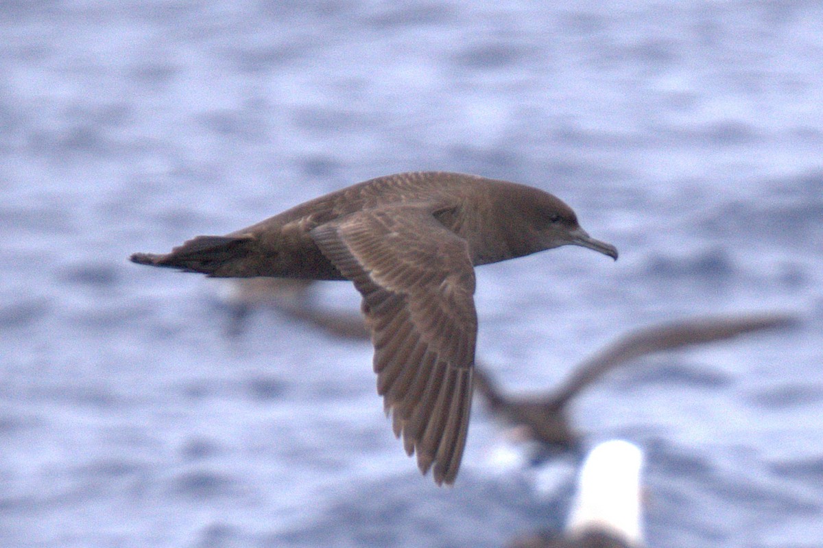 Sooty Shearwater - ML627414547