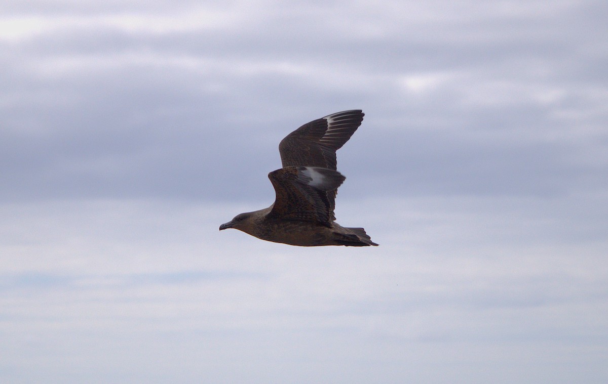 Chilean Skua - ML627414549