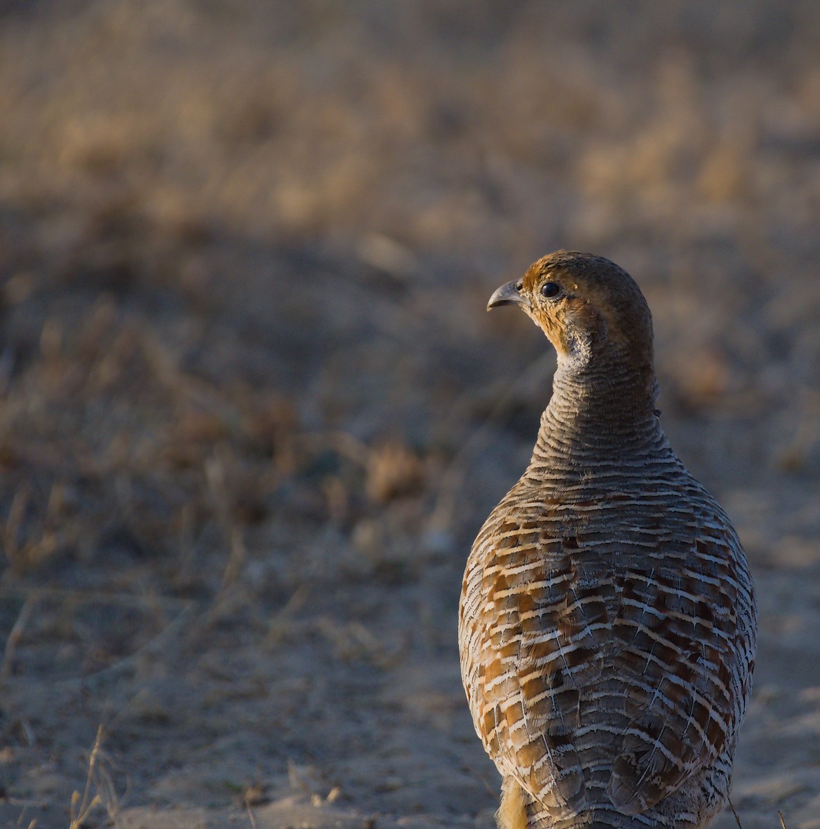 Gray Francolin - ML627414552