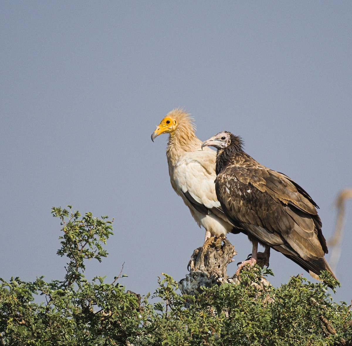 Egyptian Vulture - ML627414588