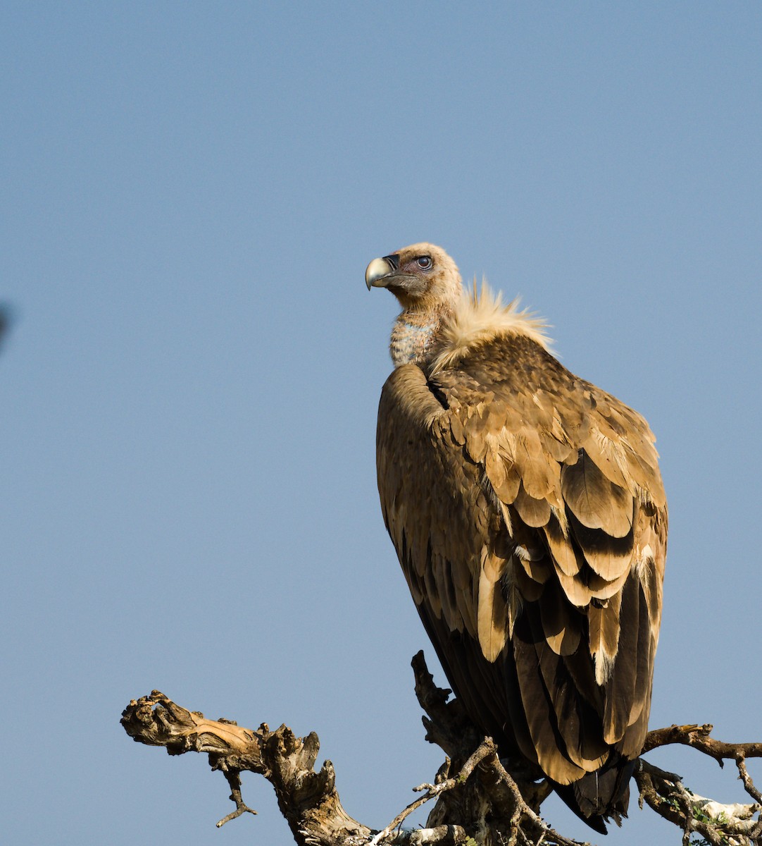 Himalayan Griffon - ML627414592
