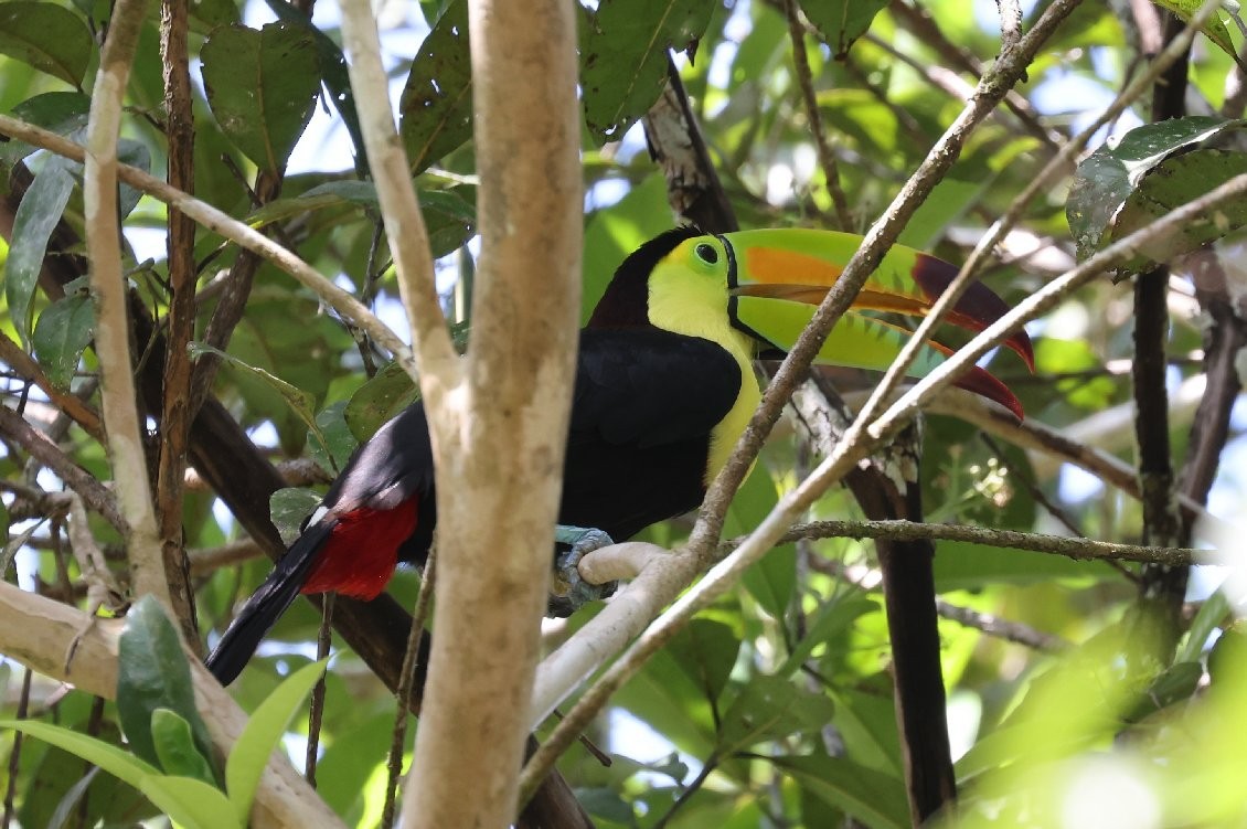 Keel-billed Toucan - ML627414595