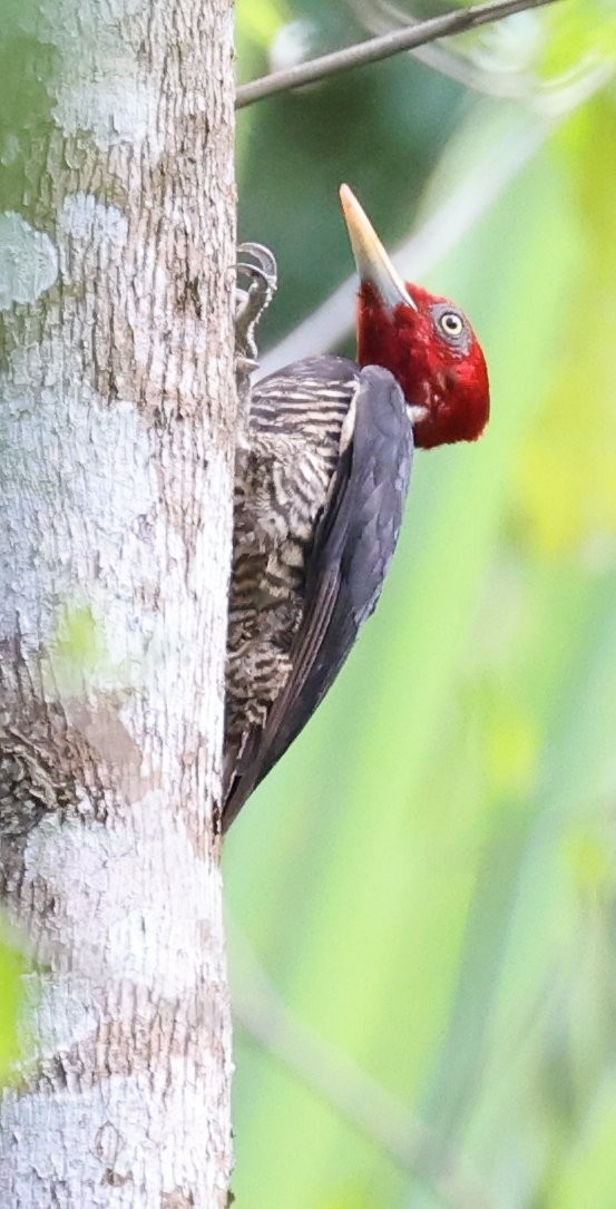 Pale-billed Woodpecker - ML627414604