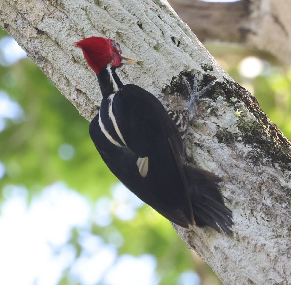 Pale-billed Woodpecker - ML627414606