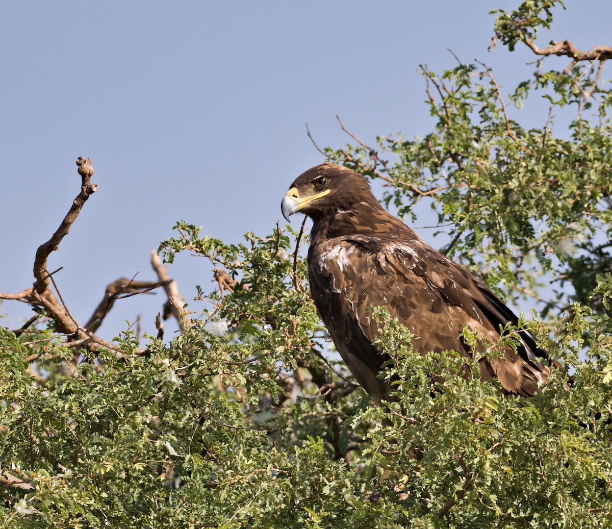 Steppe Eagle - ML627414607
